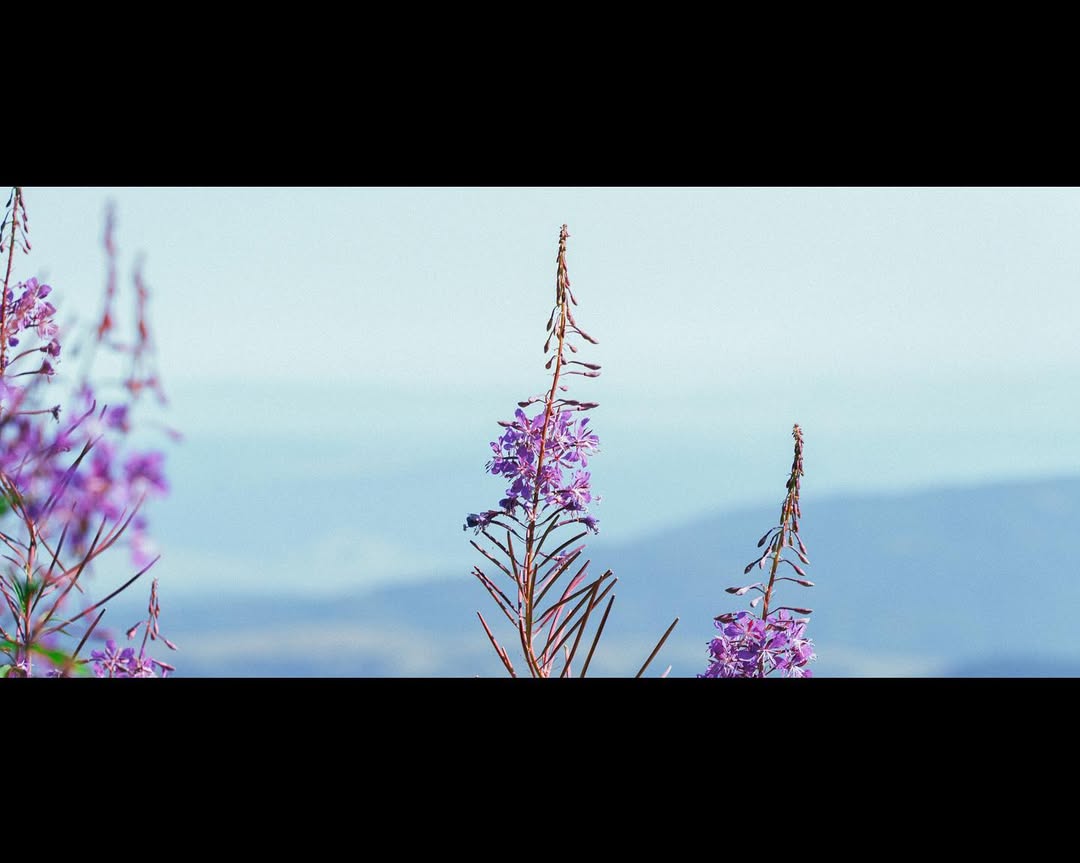 Nature Photography